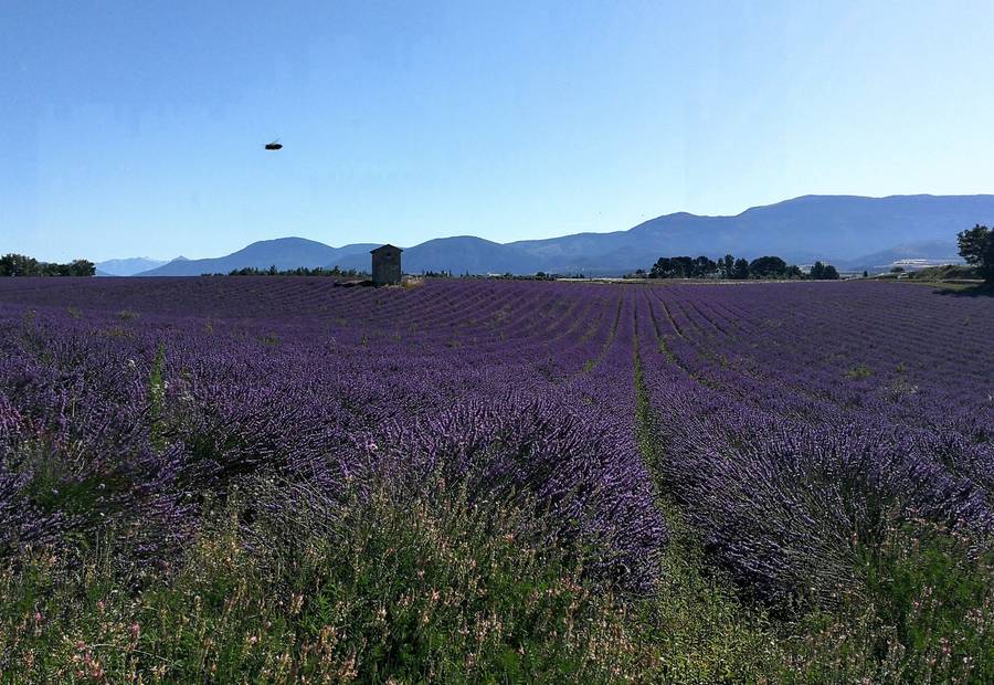 Apiculture raisonnée
